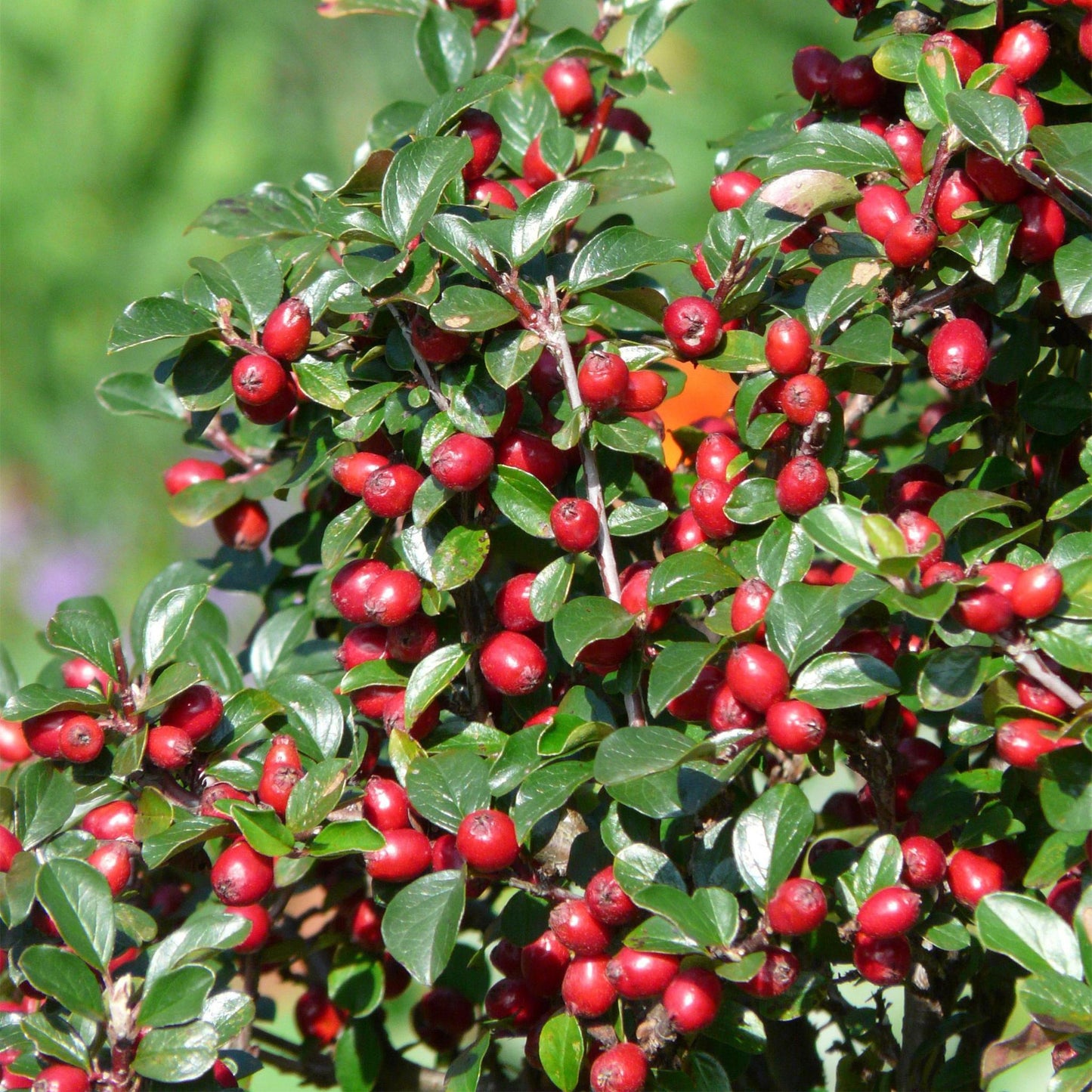 Cotoneaster dammeri - ↕10-25cm - Ø9cm - 6x