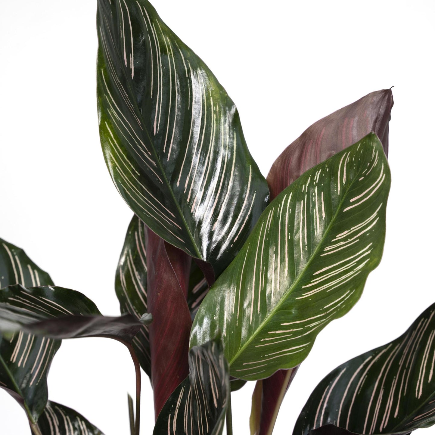 Calathea Ornata. 'Pauwenplant" - Ø14 - ↨50cm