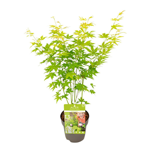 Acer palmatum 'Going Green' (Japanse Esdoorn) - Ø19cm - ↕40cm - Ø15 - ↨30cm