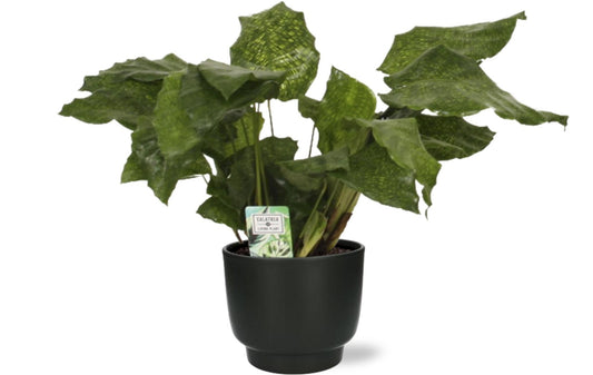 Calathea Network. 'Pauwenplant' - Ø14cm - ↕30cm +  Potenza Pot D15x13cm - Zwart