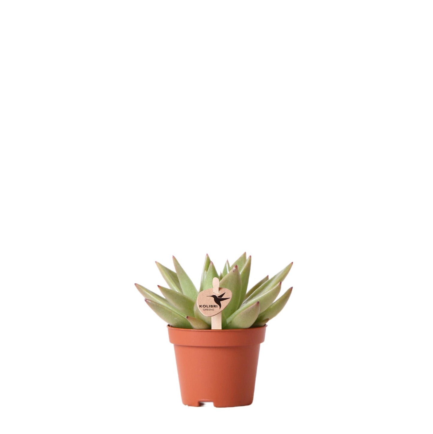 Kolibri Greens | Groene plant - Succulent Echeveria Miranda - potmaat Ø6cm - groene kamerplant - vers van de kweker