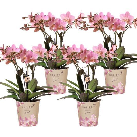 COMBI DEAL van 4 Phalaenopsis orchideeë