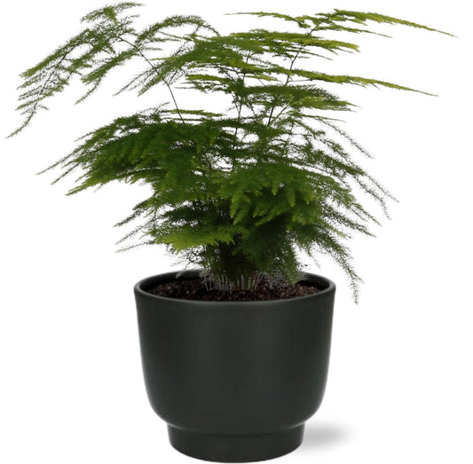 Asparagus Setaceus. 'Sierasperge - Ø12cm - ↕35cm + Potenza Pot D13x11cm - Zwart