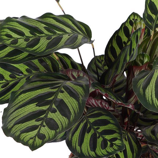 Calathea Makoyana. 'Pauwenplant' Ø21cm - ↕70cm in Boule WIT pot