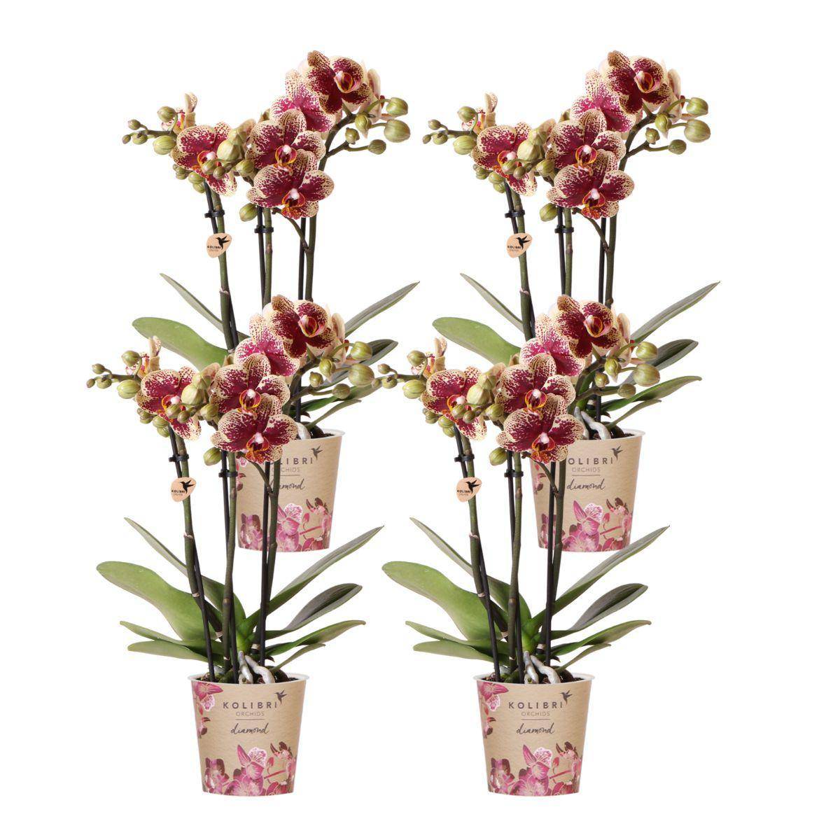 COMBI DEAL van 4 geel rode phalaenopsis orchideeë