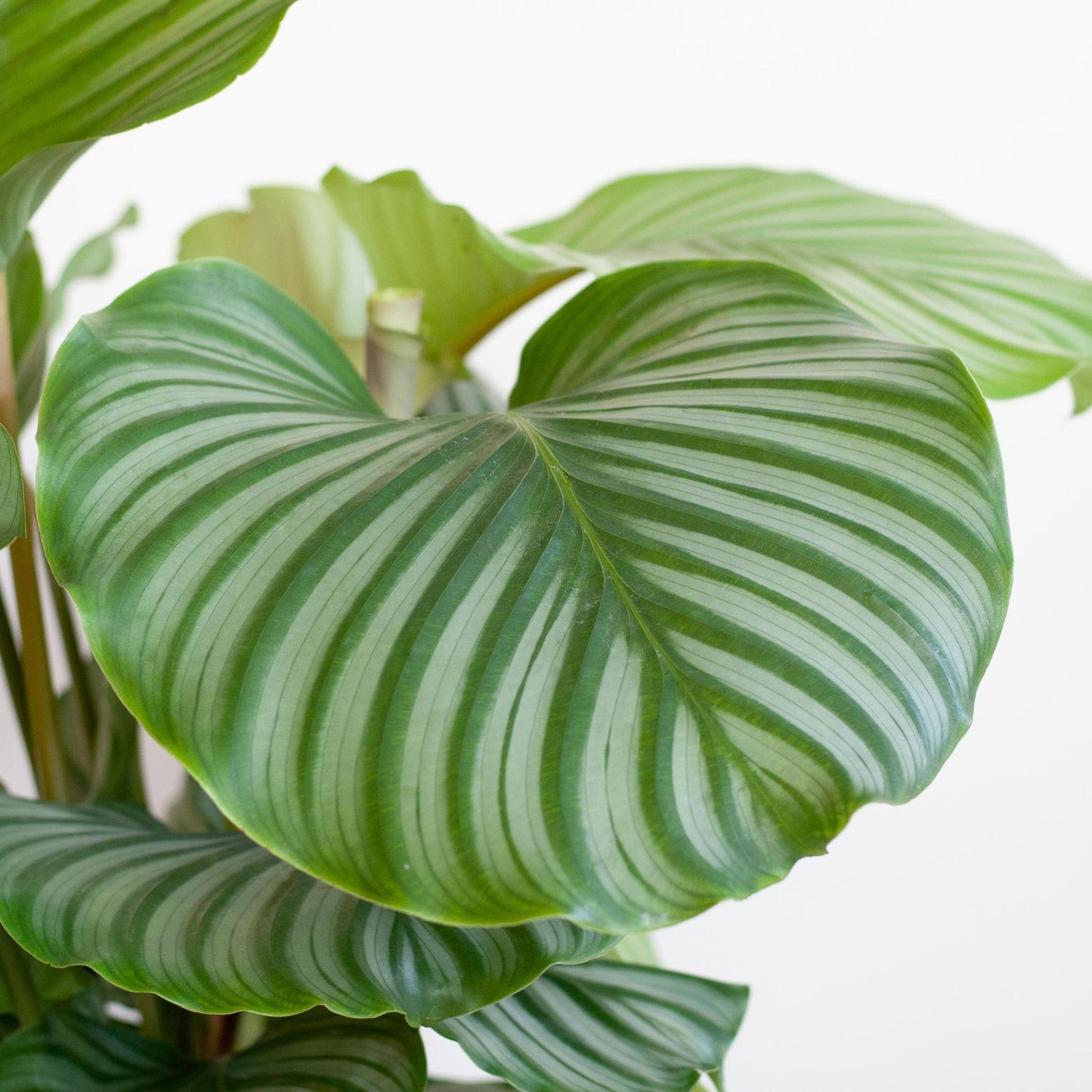 Calathea Orbifolia 'Pauwenplant' - 65cm Hoog - Ø21cm - Prachtige Grijze Viber Pot - Matige Waterbehoefte - Ideaal voor Lichte Ruimtes