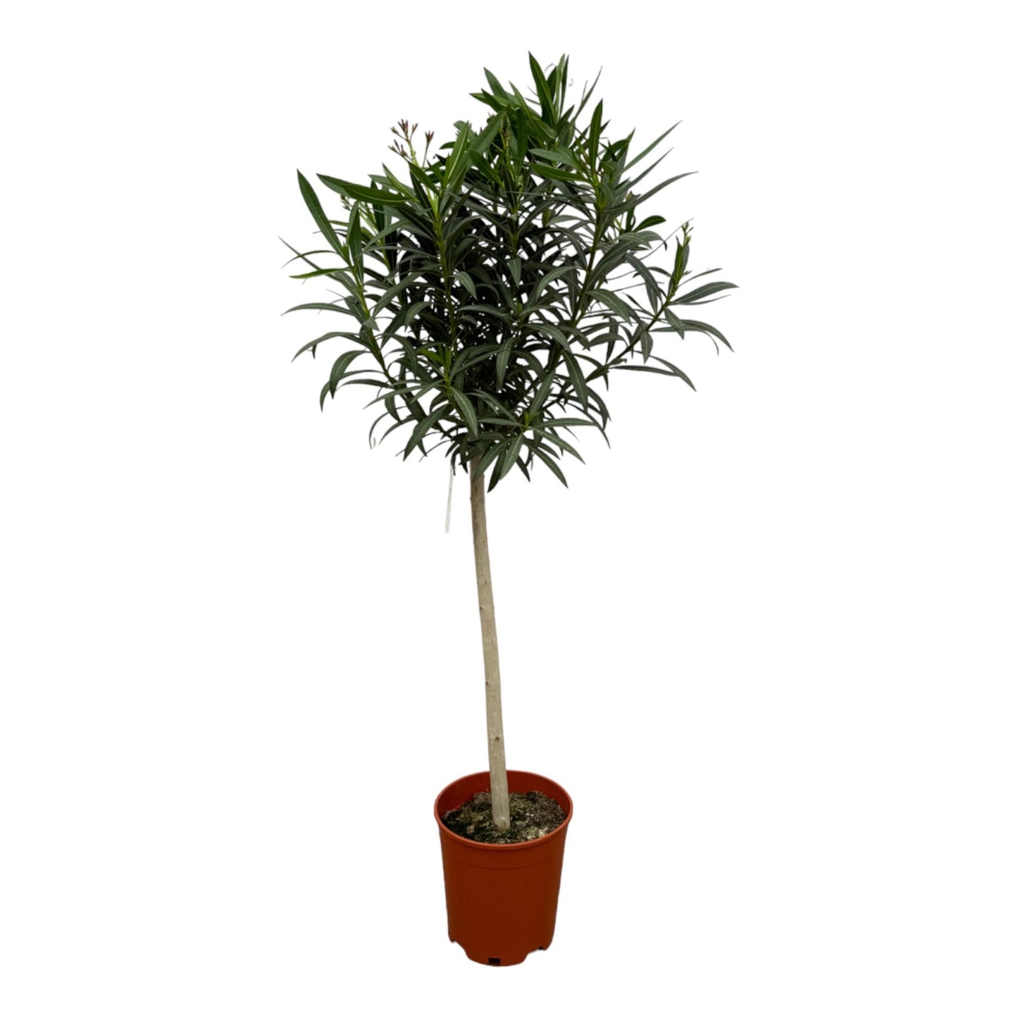 Nerium Oleander op stam met rode bloem - 190 cm - Ø31cm