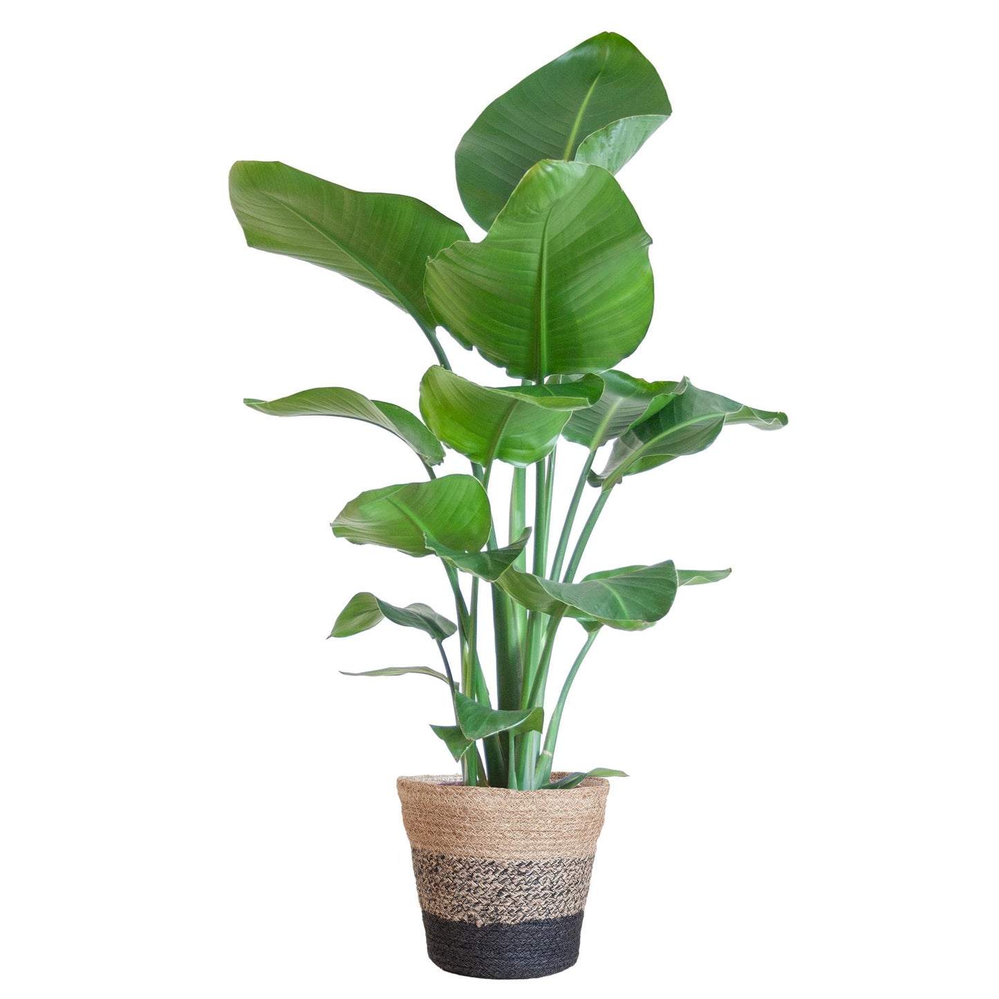 Strelitzia Nicolai (paradijsvogelplant) mand zwart - 80cm - Ø19