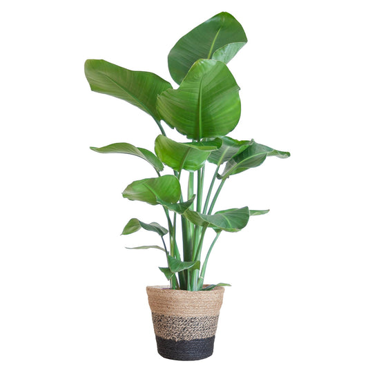 Strelitzia Nicolai (paradijsvogelplant) mand zwart - 80cm - Ø19