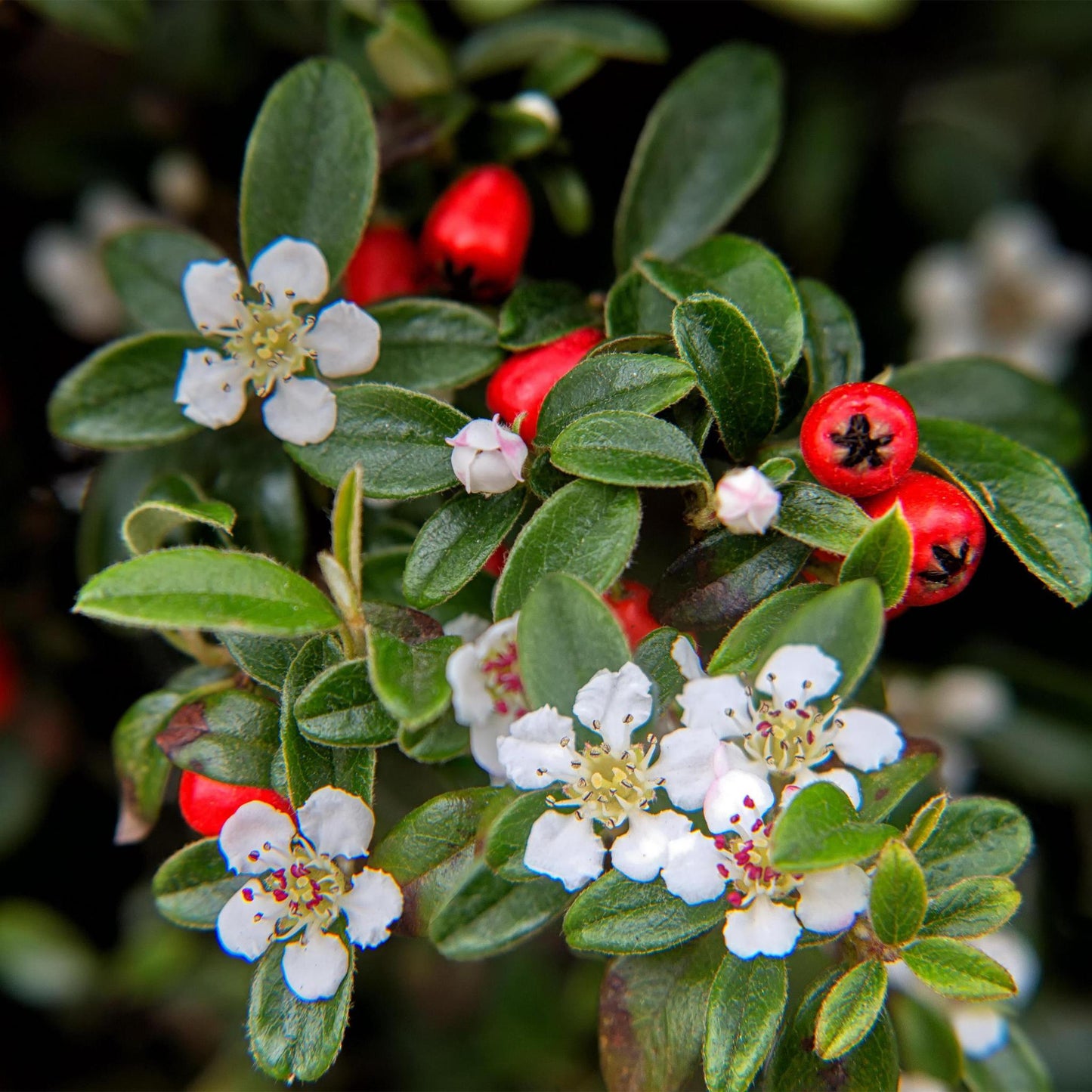 Cotoneaster dammeri - ↕10-25cm - Ø9cm - 6x