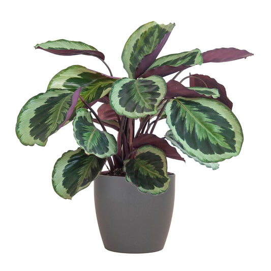 Calathea Medaillon. 'Pauwenplant' met Viber grijs - 65cm - Ø21