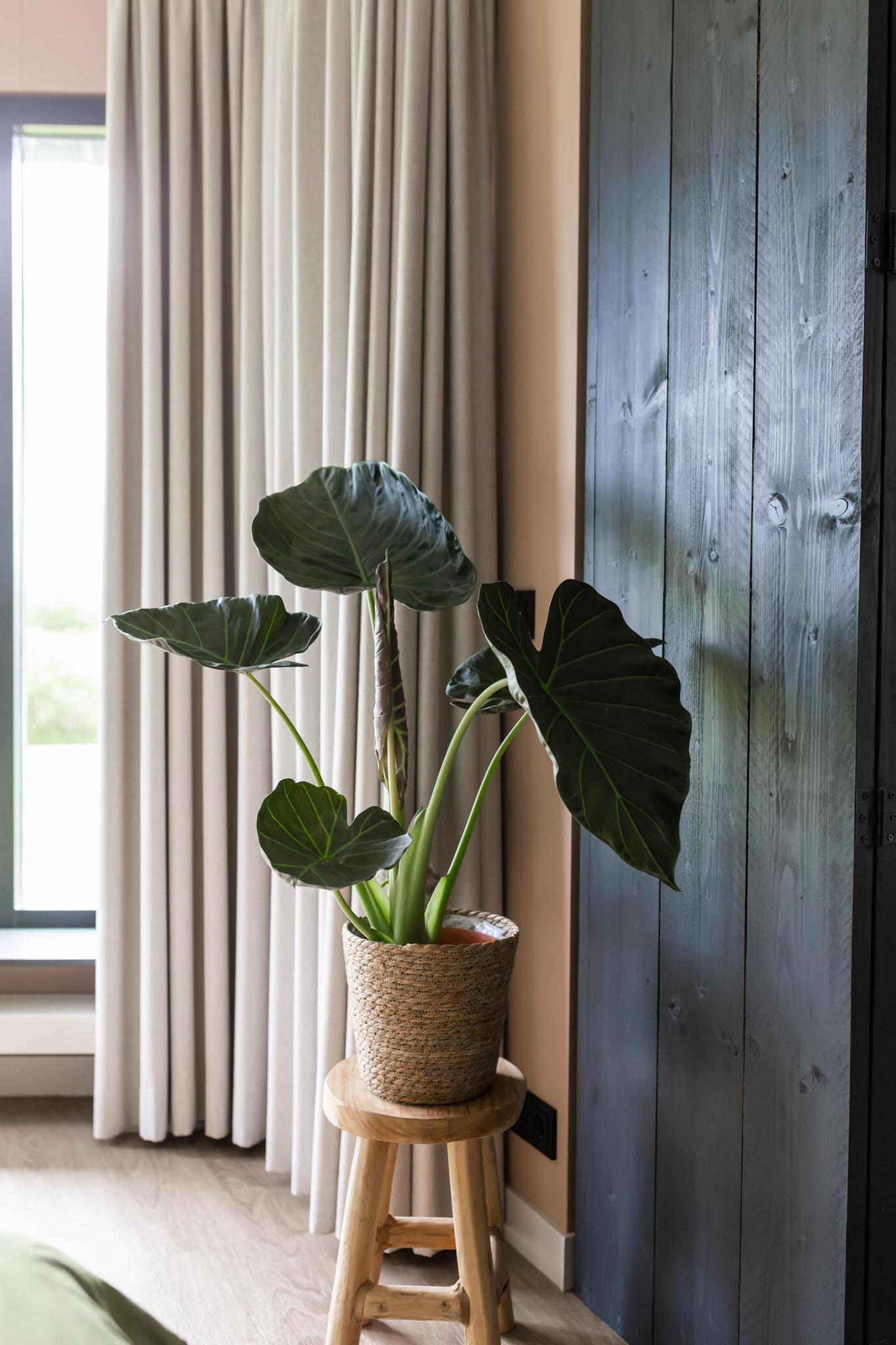 Alocasia Regal Shield. 'Olifantsoor' Ø24cm - ↕110cm