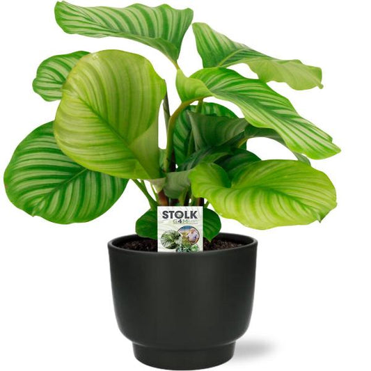 "Calathea Orbifolia 'Pauwenplant' – Ø15cm – Indirect Licht – Makkelijk in Onderhoud – Inclusief Potenza Pot (Zwart)"