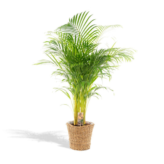 Areca met mand. 'Goudpalm' - ↨130cm - Ø24cm