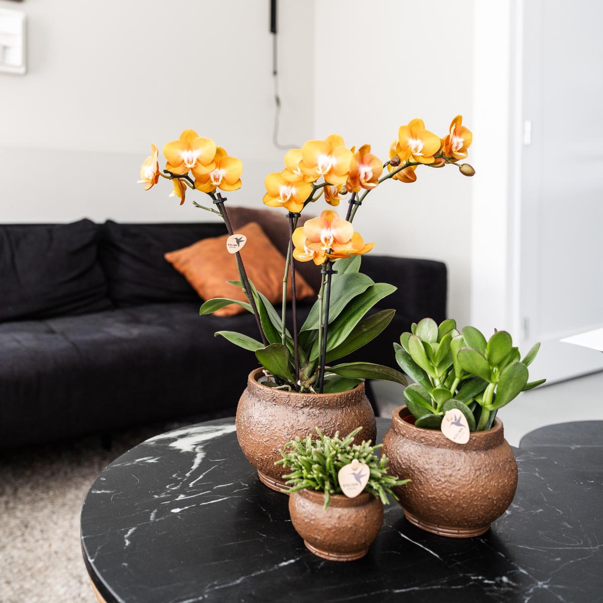 COMBI DEAL van 4 Phalaenopsis orchideeë