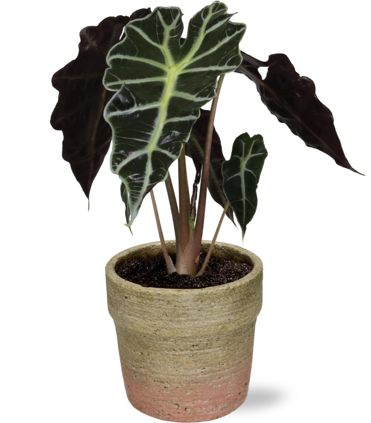 Alocasia Amazonica Polly. 'Olifantsoor, Skeletplant' - Ø12cm - ↕30cm + Invorno Pot D13,5x12,5cm - Naturel