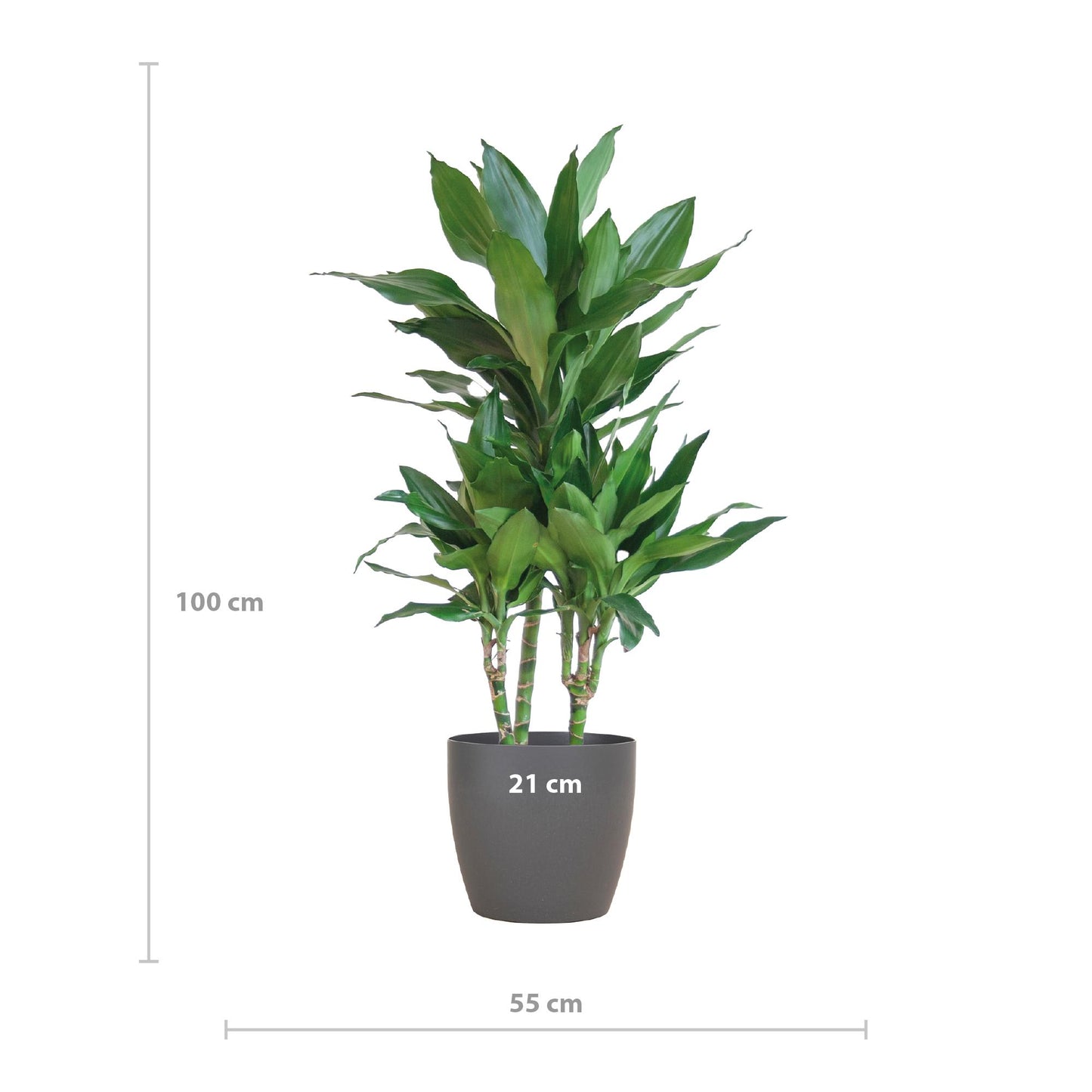 Dracaena  Janet Lindt met Viber grijs pot - 95cm - Ø21