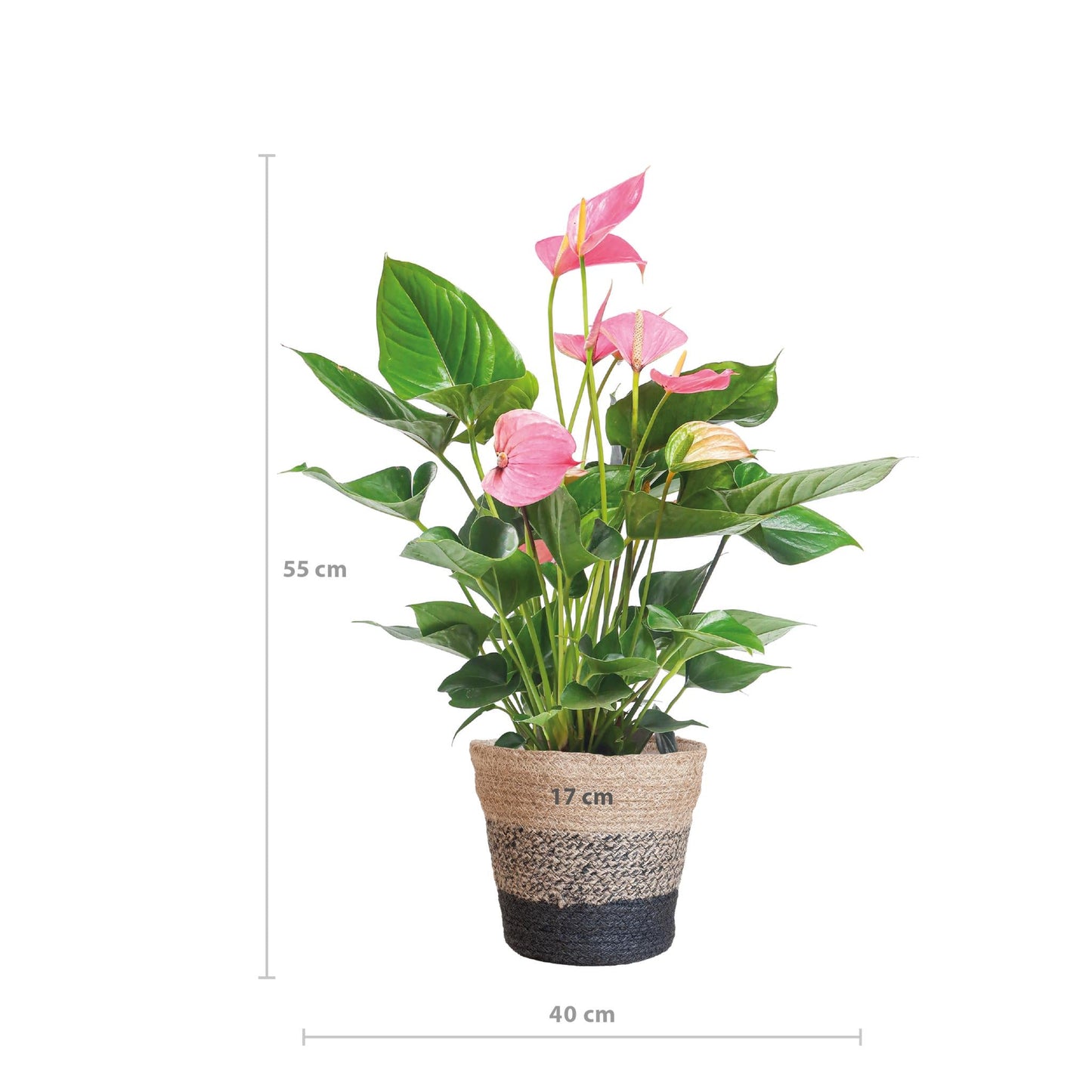 Anthurium Pink explosion met Lissabon mand zwart - 55cm - Ø17