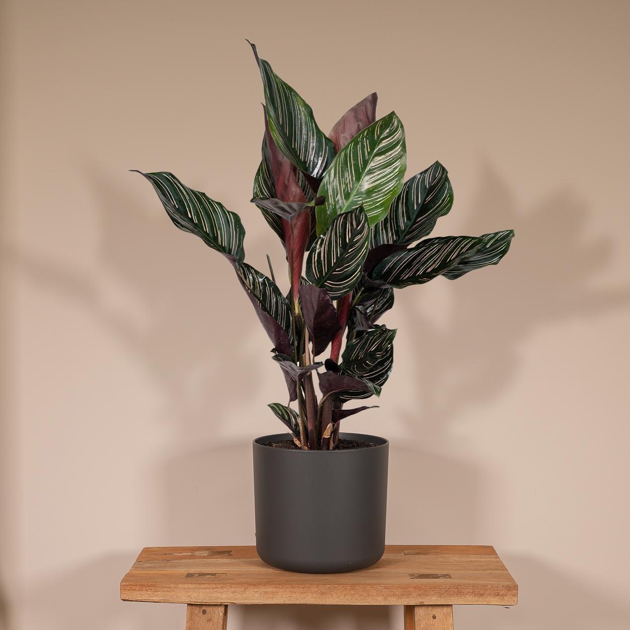 Calathea Ornata. 'Pauwenplant" - Ø14 - ↨50cm