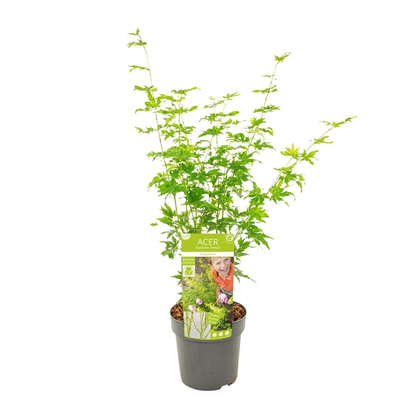 Acer palmatum 'Going Green' (Japanse Esdoorn) - Ø19cm - ↕40cm - Ø19 - ↨50cm