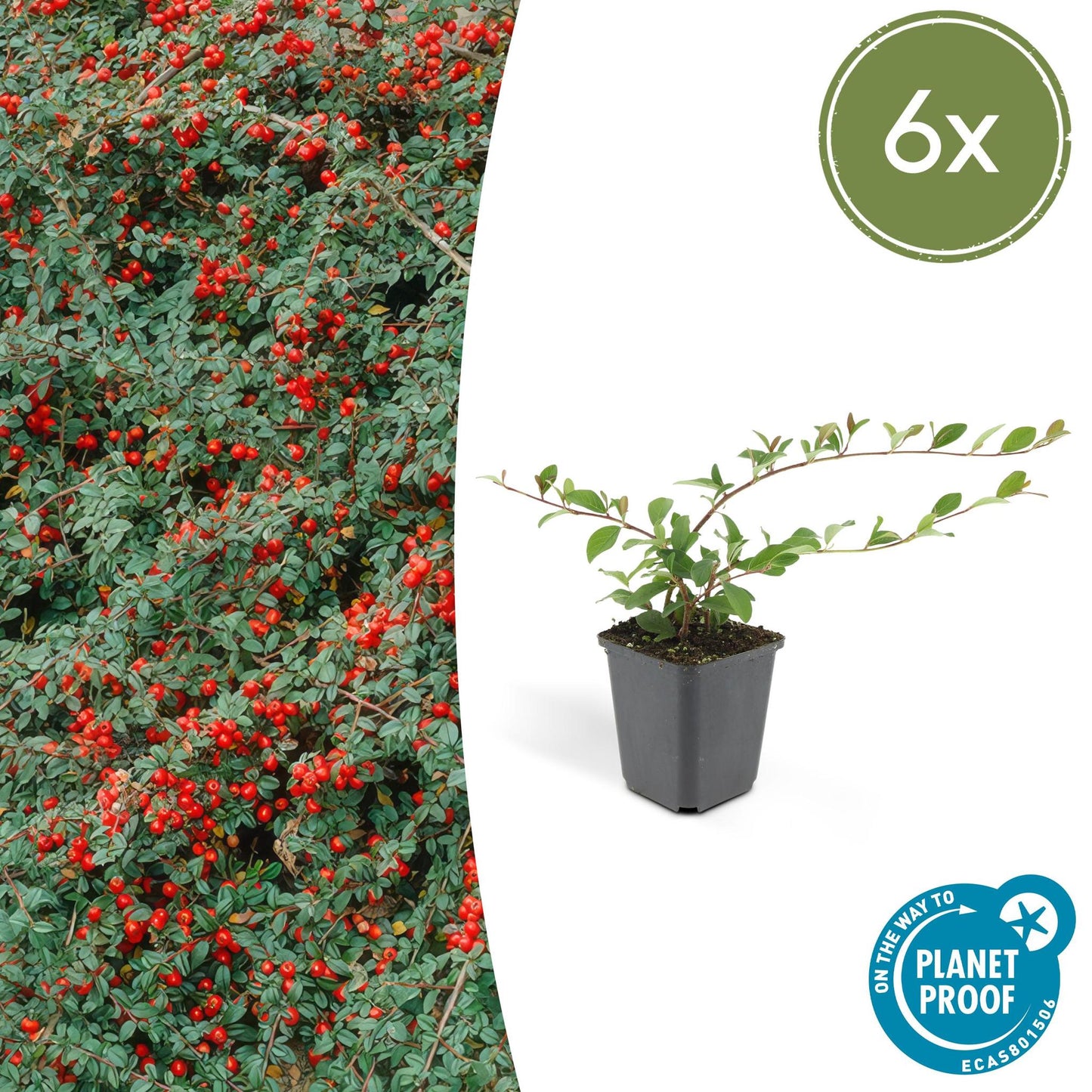 Cotoneaster dammeri - ↕10-25cm - Ø9cm - 6x