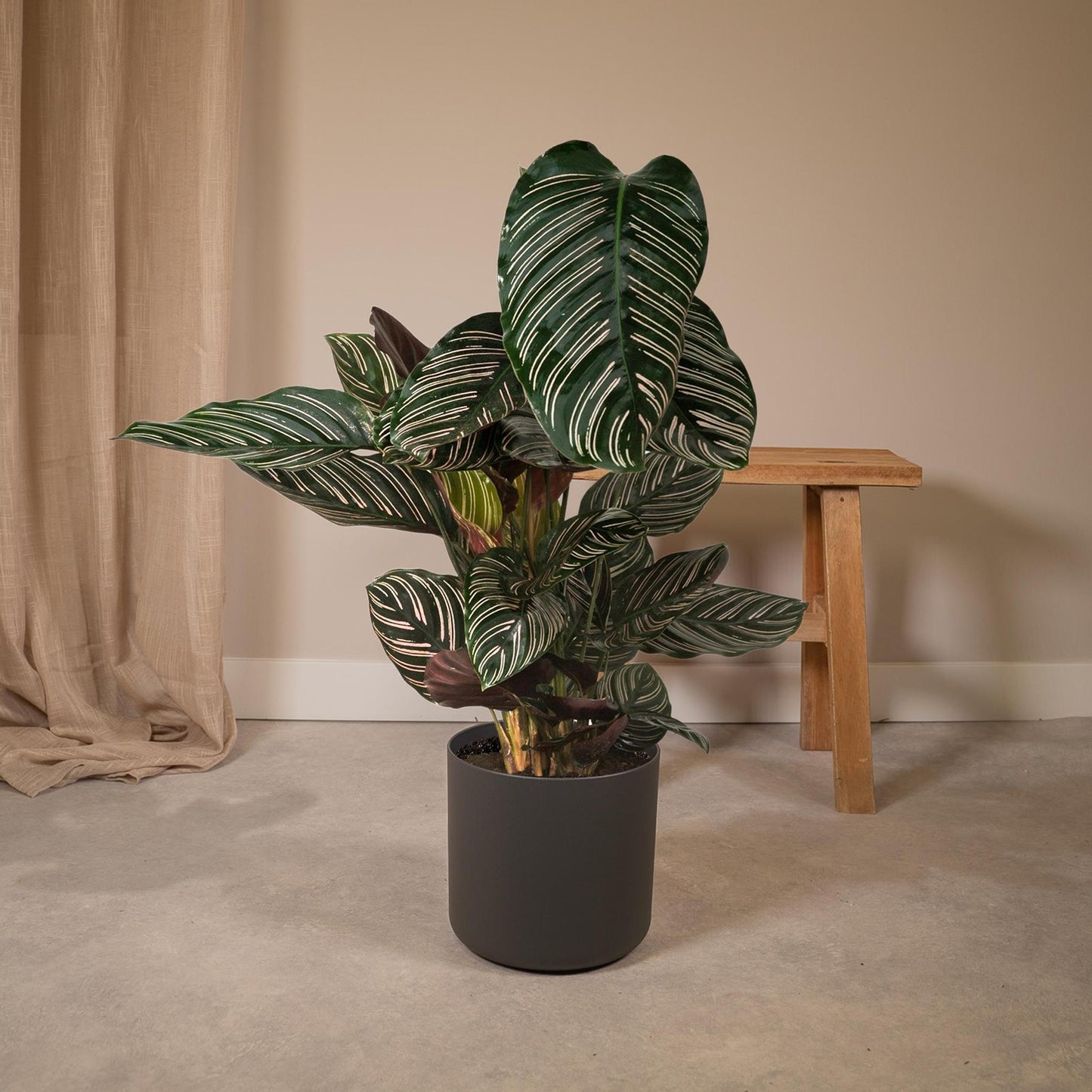 Calathea Ornata-(Pauwenplant) - Ø19 - ↨75cm