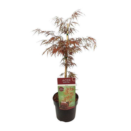 Acer palm. 'Garnet' ( Japanse Esdoorn) - Ø19cm - ↕40cm