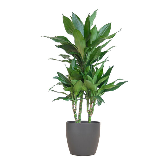 Dracaena  Janet Lindt met Viber grijs pot - 95cm - Ø21