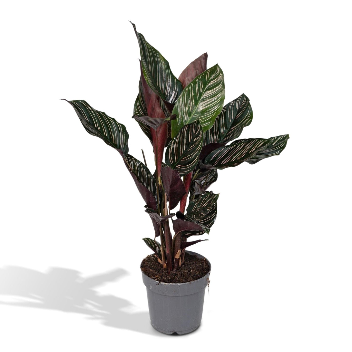 Calathea Ornata. 'Pauwenplant" - Ø14 - ↨50cm