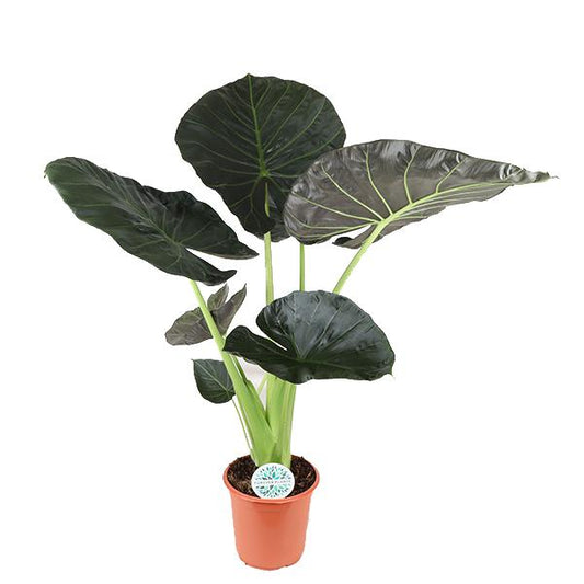 Alocasia Regal Shield. 'Olifantsoor' Ø24cm - ↕110cm