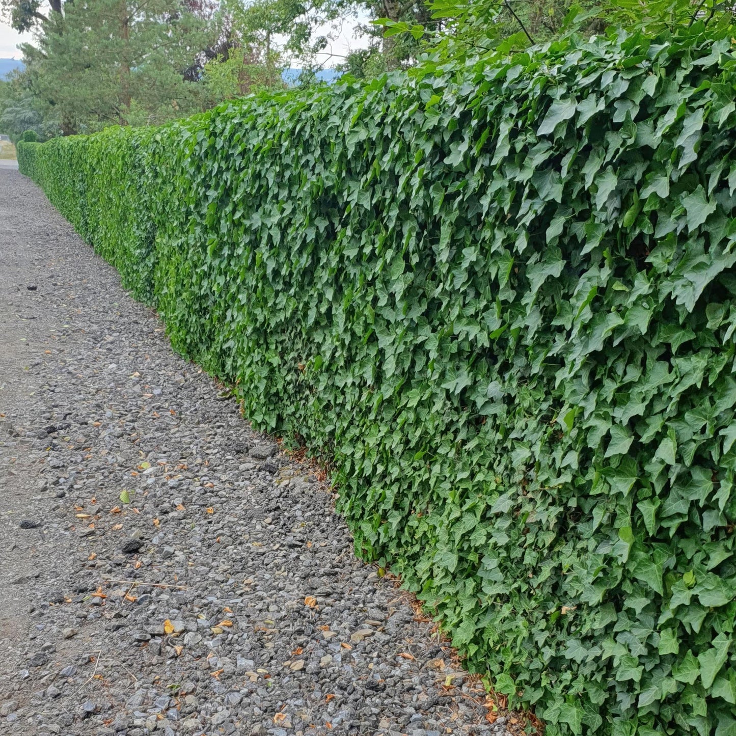 Hedera Hibernica - ↕10-25cm - Ø9cm - 6x