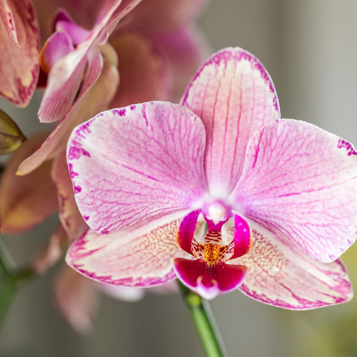 Kolibri Orchids I COMBI DEAL van 2 Phalaenopsis orchideeën - Pirate Picotee - potmaat Ø12cm | bloeiende kamerplant - vers van de kweker