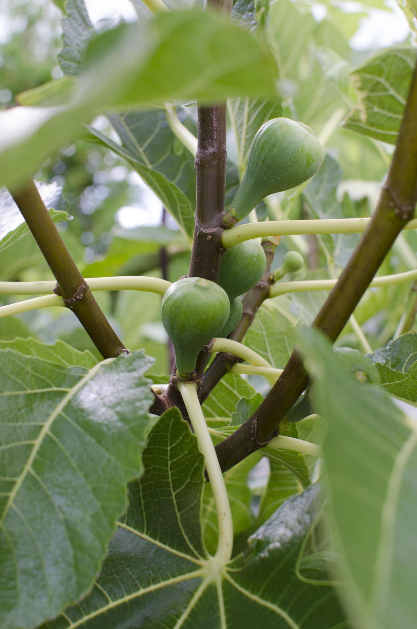 Ficus Gustissimo Perretta - Ø19cm - ↕50cm - Ø13 - ↨45cm