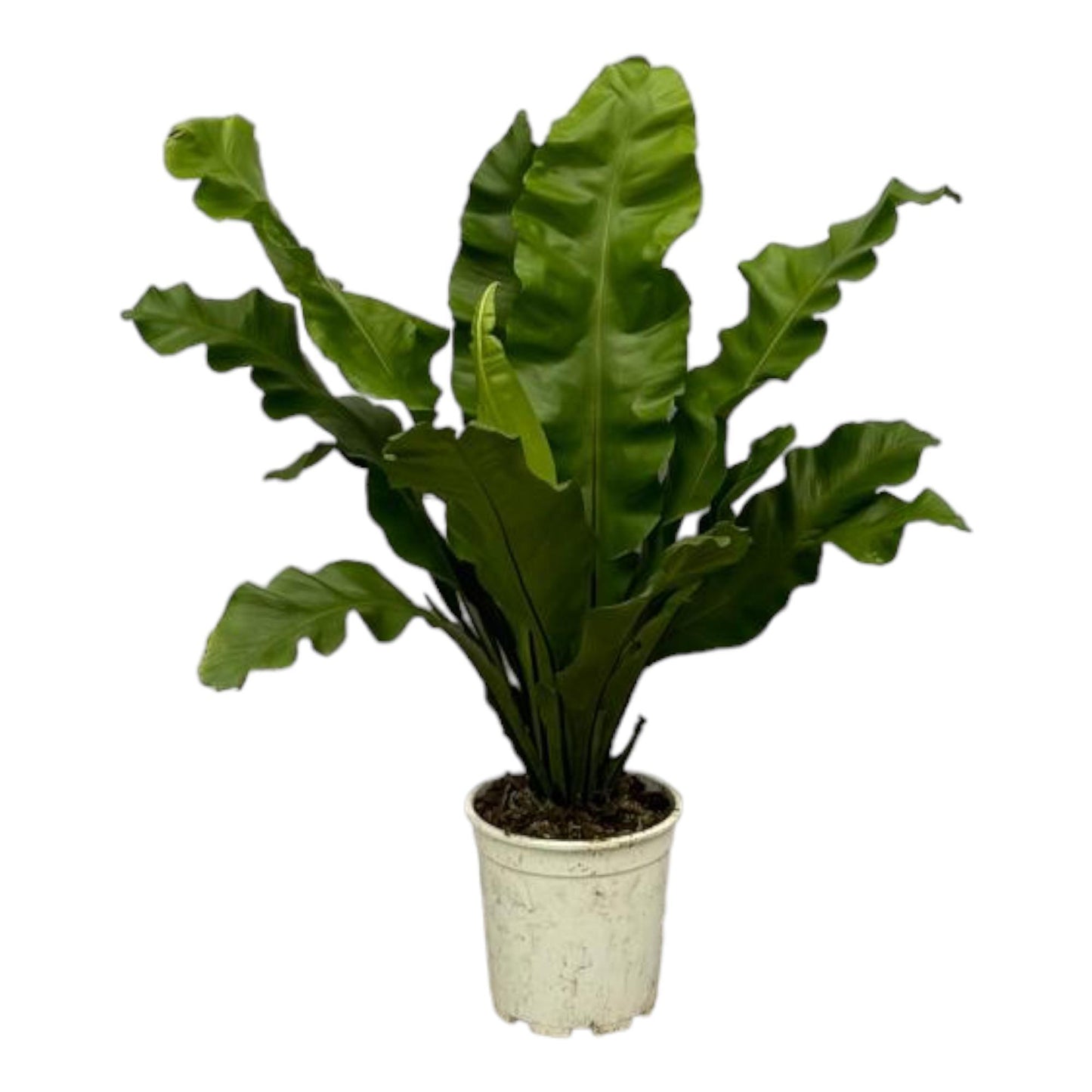 Asplenium Nidum. 'Nestvaren' - 80 cm - Ø21cm