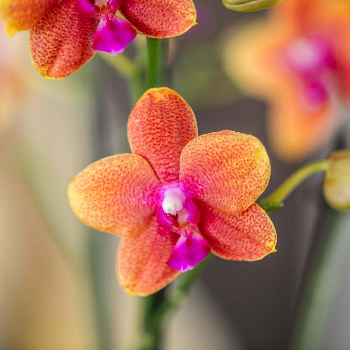 Kolibri Orchids I COMBI DEAL van 2 geurende oranje Phalaenopsis orchideeën - potmaat Ø12cm | bloeiende kamerplant - vers van de kweker