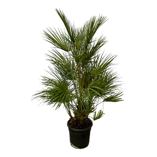 Chamaerops Humilis struik - 130 cm - Ø24cm