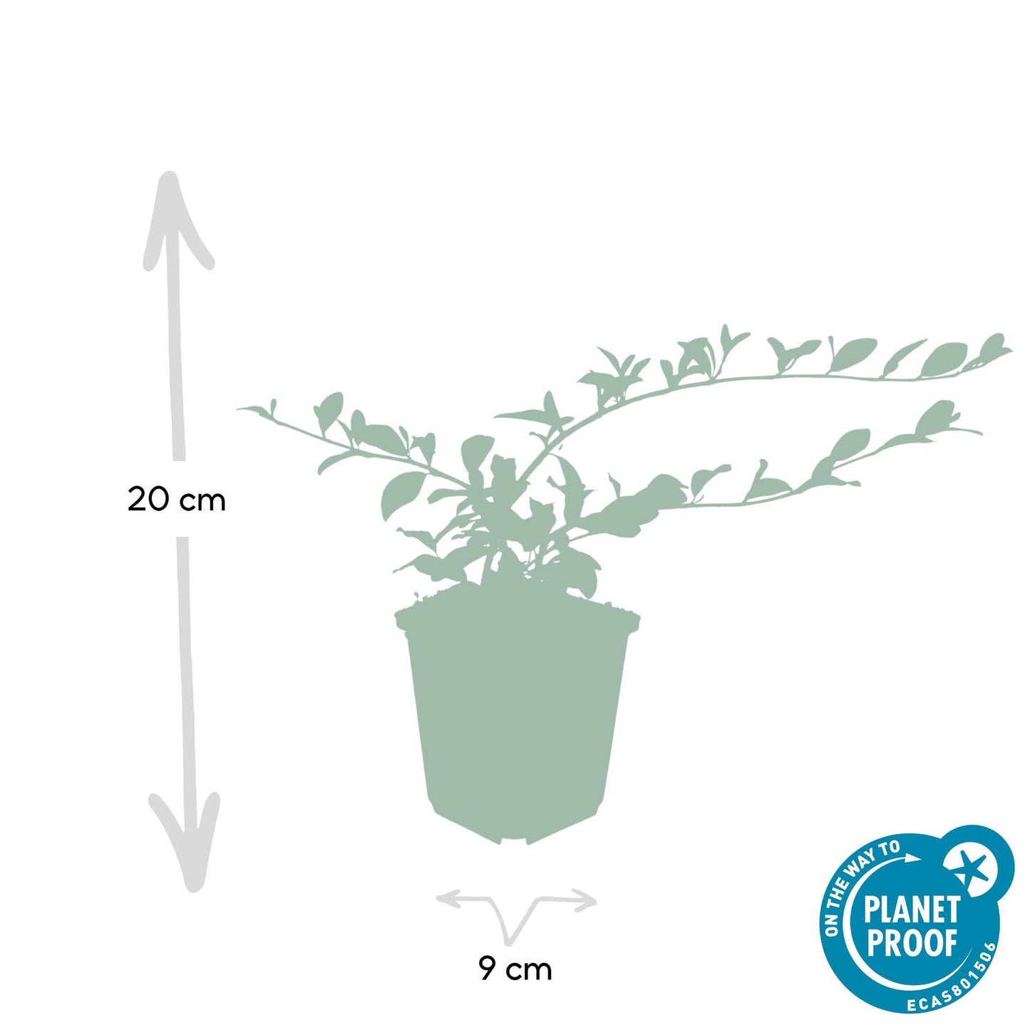 Cotoneaster dammeri - ↕10-25cm - Ø9cm - 6x