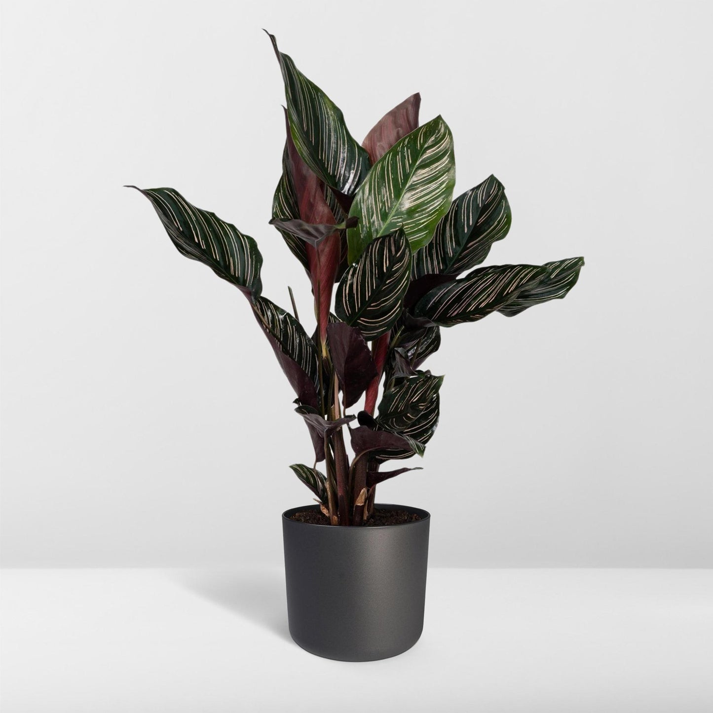 Calathea Ornata. 'Pauwenplant" - Ø14 - ↨50cm