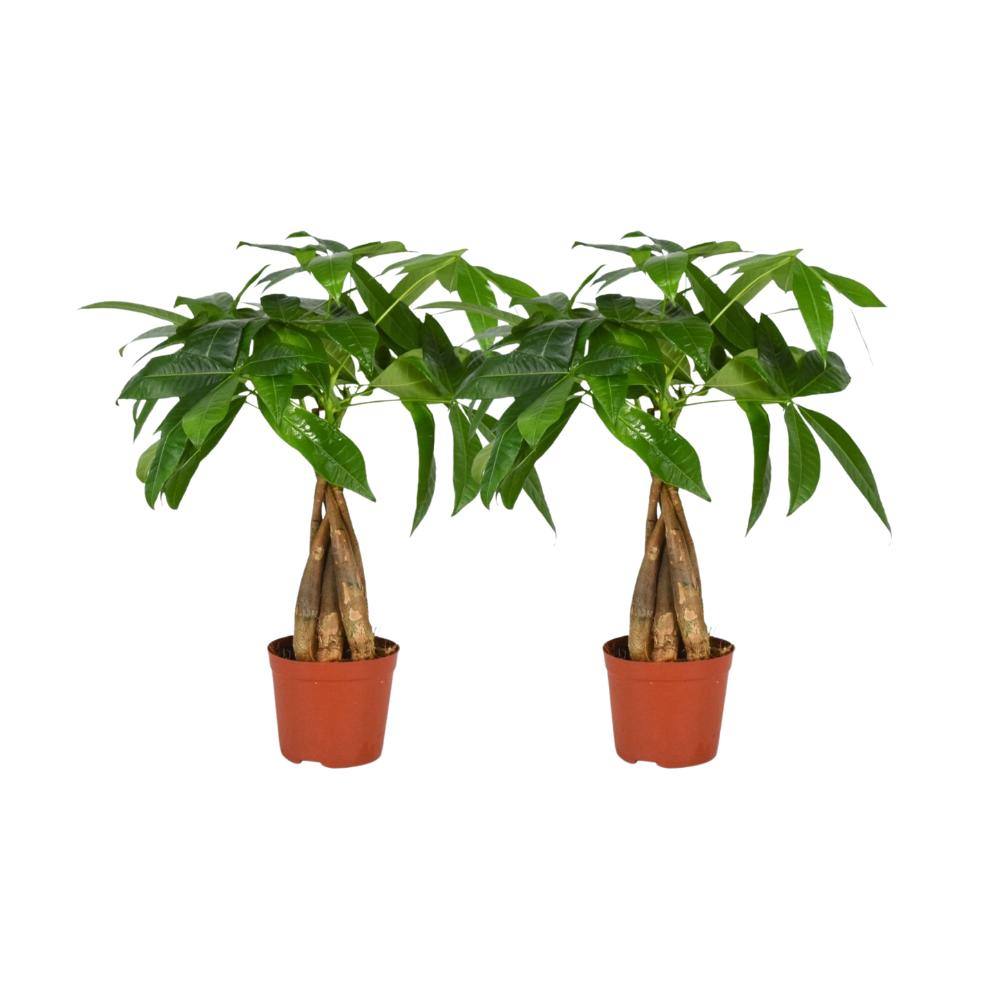 Pachira Aquatica geldboom - 2 stuks - Ø12cm - ↕35cm