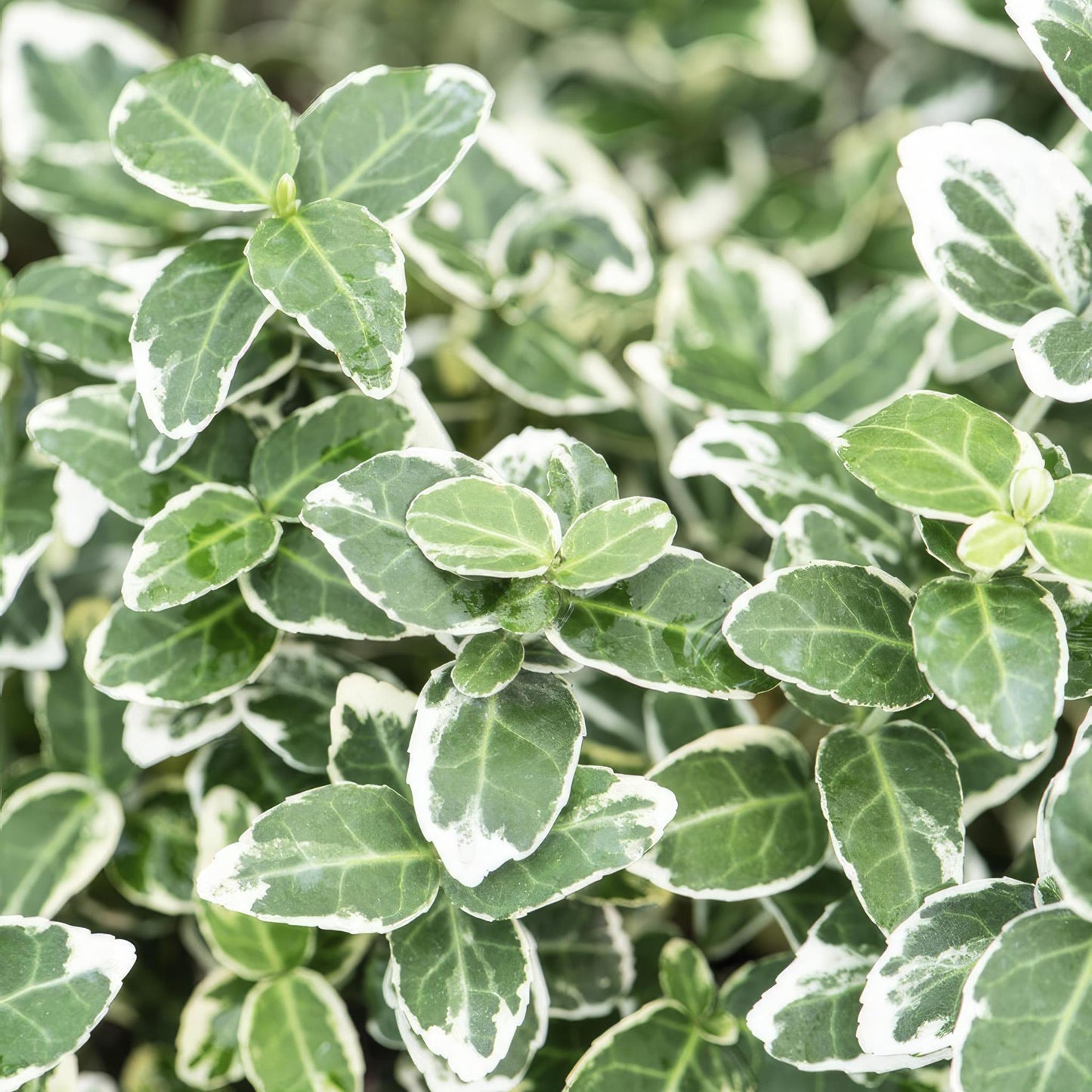 Euonymus 'Emerald 'n Gaity' - ↕10-25cm - Ø9cm - 6x