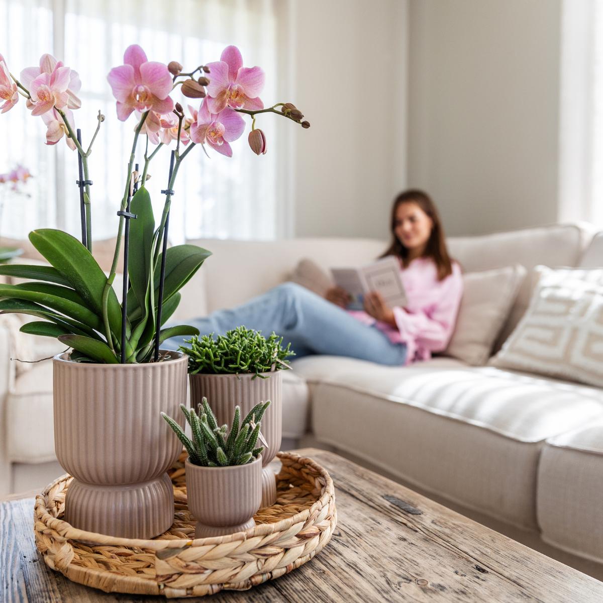 Kolibri Orchids I COMBI DEAL van 2 oud roze Phalaenopsis orchideeën - Treviso - potmaat Ø12cm | bloeiende kamerplant - vers van de kweker