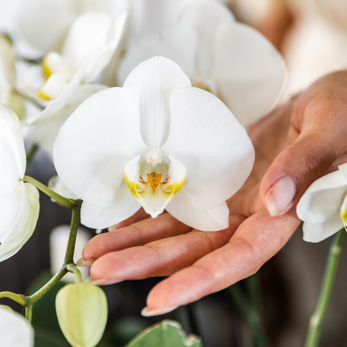 Kolibri Orchids | COMBI DEAL van 4 witte orchideeën - Ghent - potmaat Ø12cm | bloeiende kamerplant - vers van de kweker