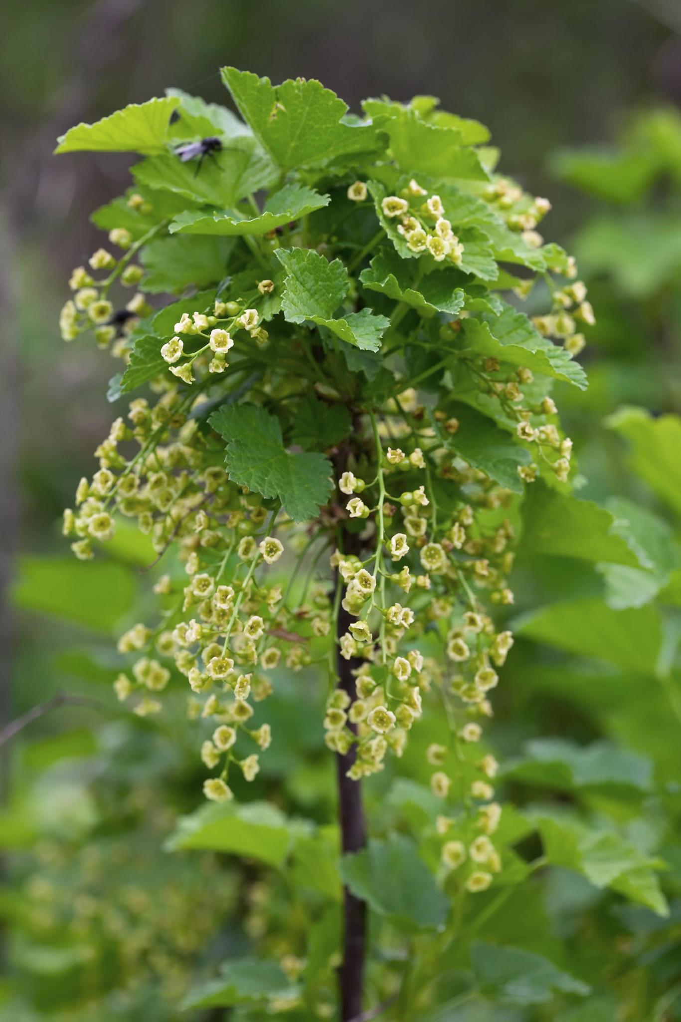 Ribes rubrum 'Jonkheer van Tets' - Aalbes