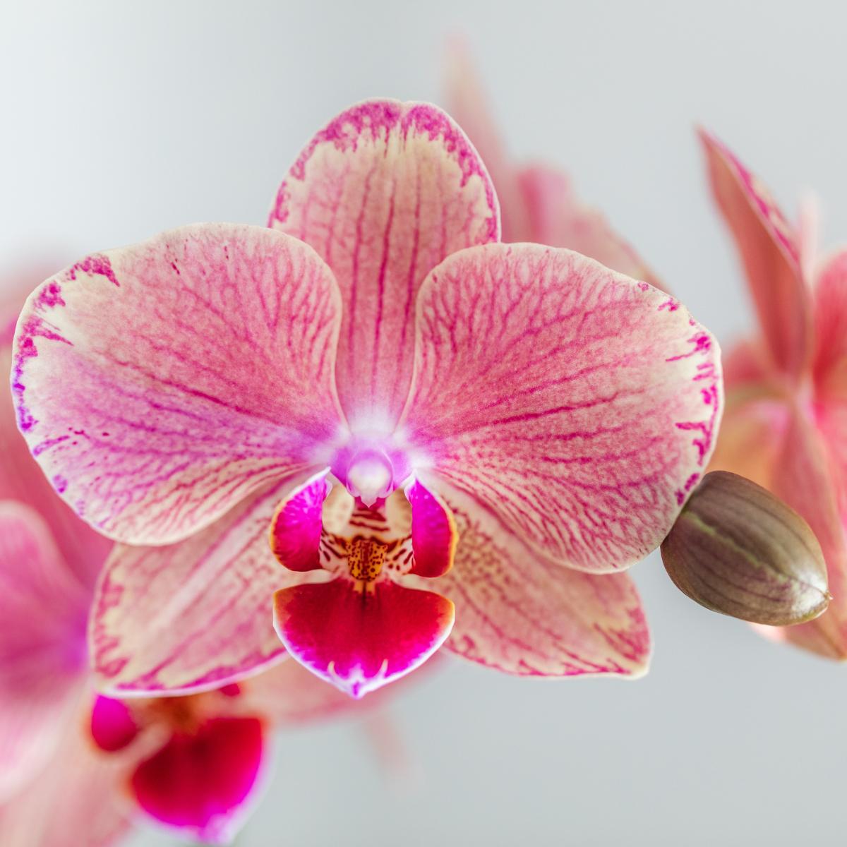 Kolibri Orchids | COMBI DEAL van 4 Phalaenopsis orchideeën - Pirate Picotee - potmaat Ø12cm | bloeiende kamerplant - vers van de kweker