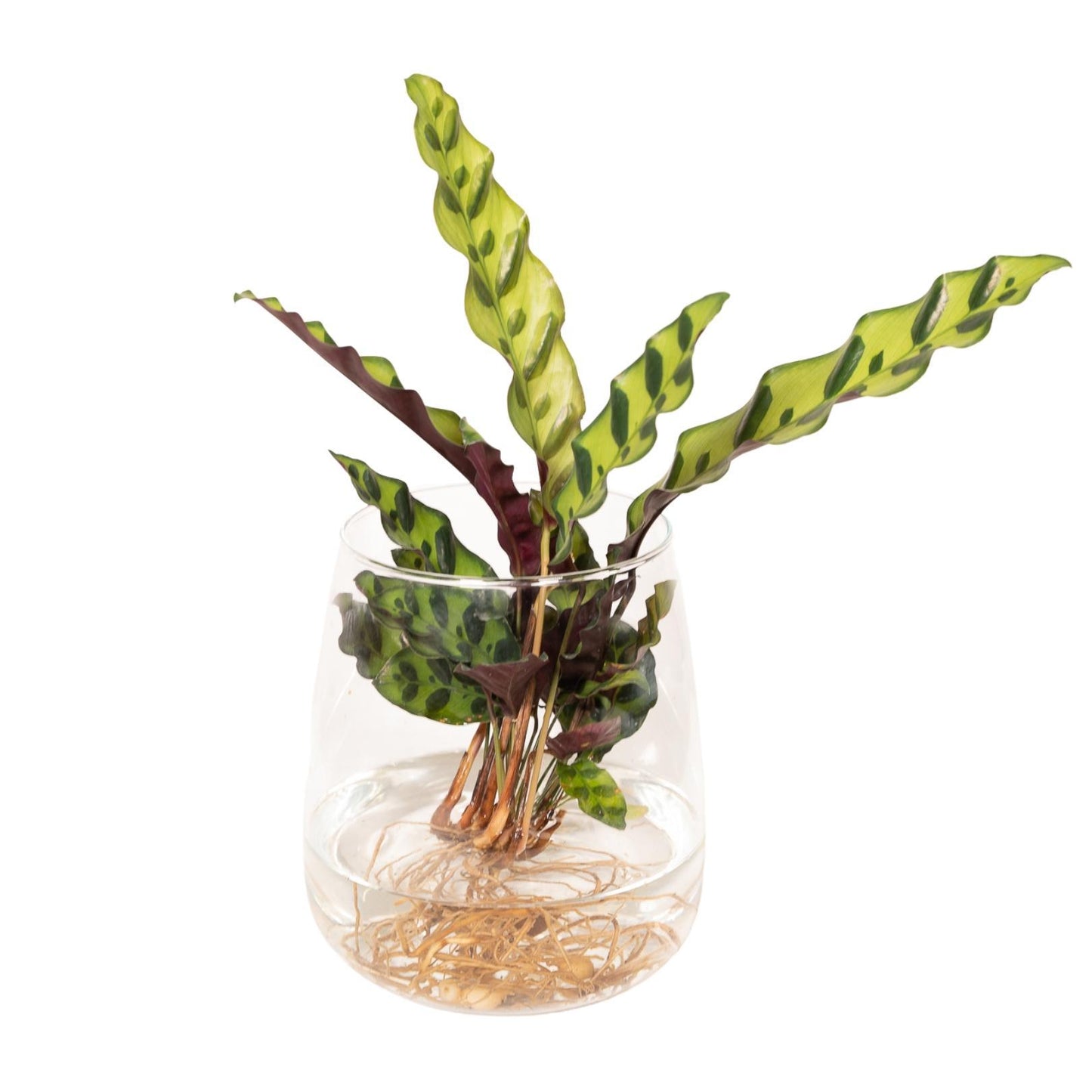 Calathea Insignis in Kingston glas - Ø12cm - ↕30cm