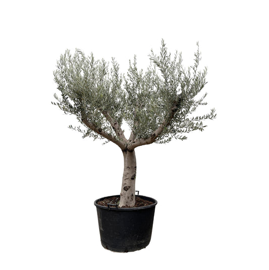 Olea Europaea Cultivo - 250cm- Ø80