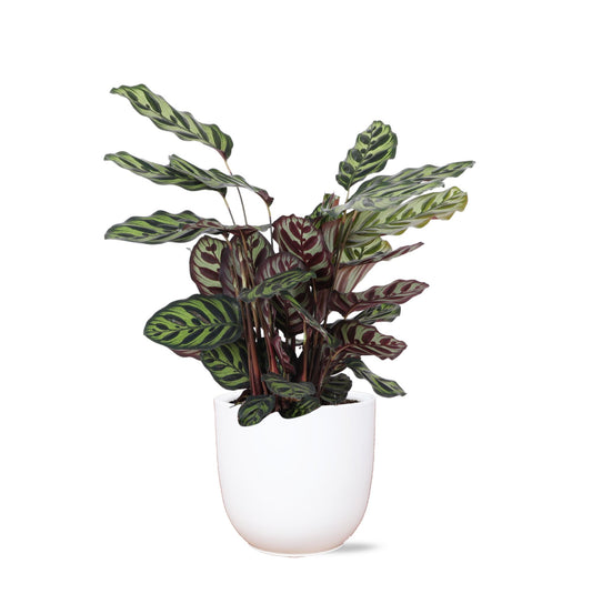 Calathea Makoyana. 'Pauwenplant' Ø21cm - ↕70cm in Boule WIT pot