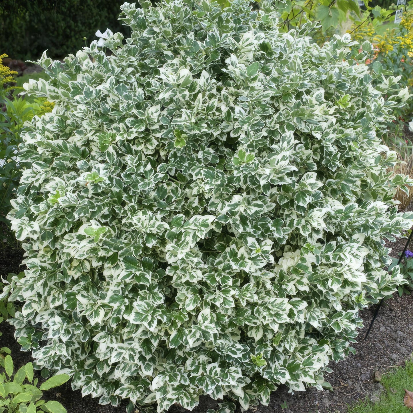 Euonymus 'Emerald 'n Gaity' - ↕10-25cm - Ø9cm - 6x