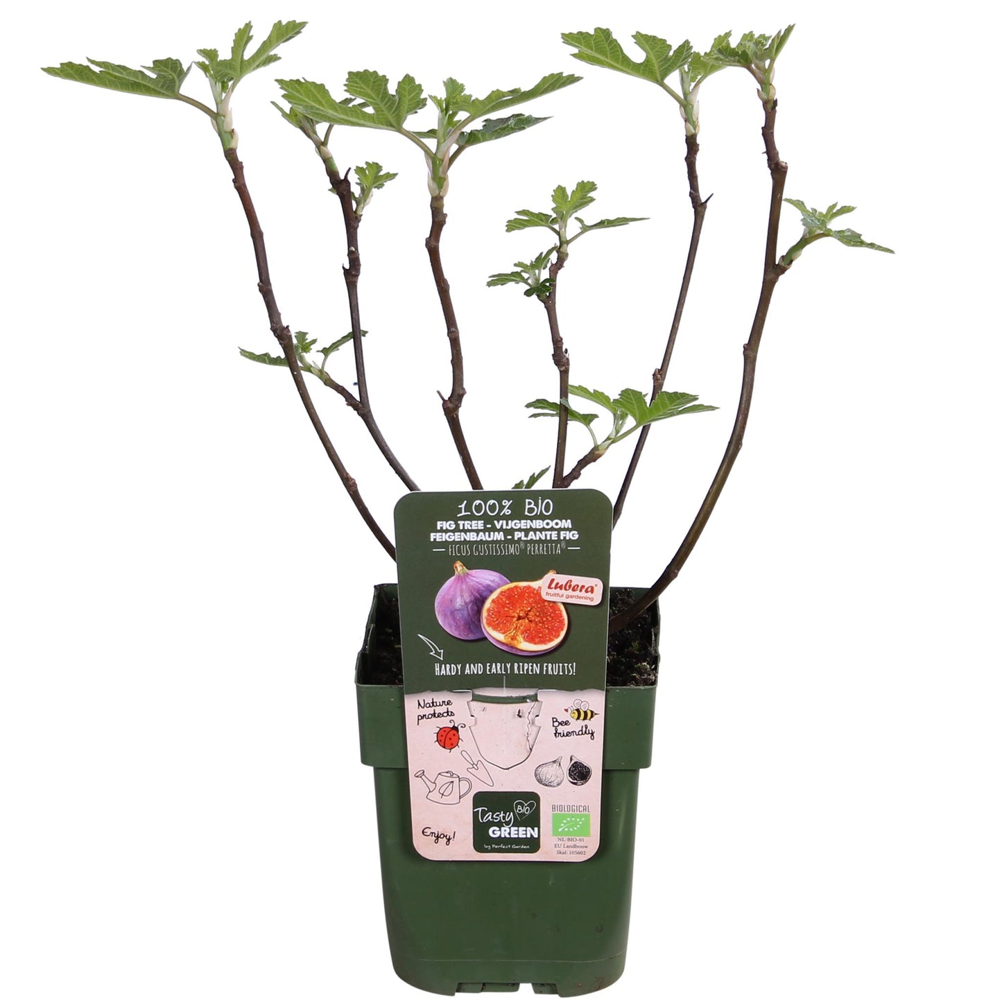 Ficus Gustissimo Perretta - Ø19cm - ↕50cm - Ø13 - ↨45cm