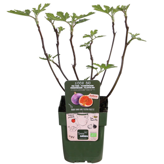 Ficus Gustissimo Perretta - Ø19cm - ↕50cm - Ø13 - ↨45cm